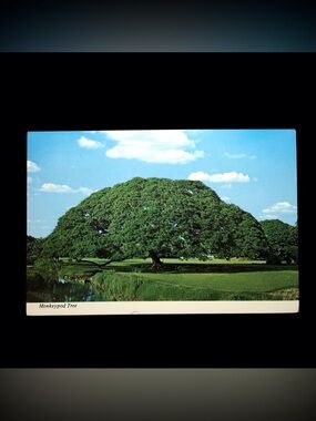 Vintage 1960 Monkeypod Tree Postcard- Hawaii